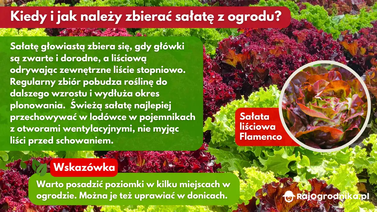 Kiedy-i-jak-należy-zbierać-sałatę-blog-sklep-rajogrodnika
